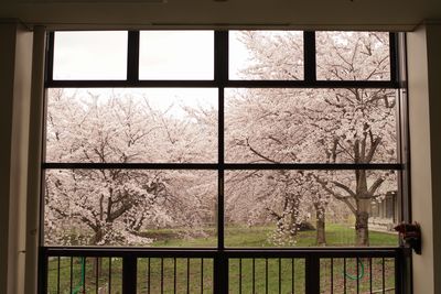 写真_桜