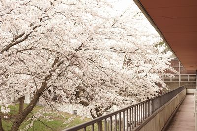 写真_桜