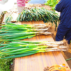 写真_こまくさの里さんの野菜